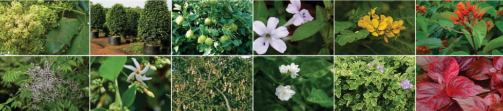 Trees Shrubs Herbs at the Garden of Five Senses