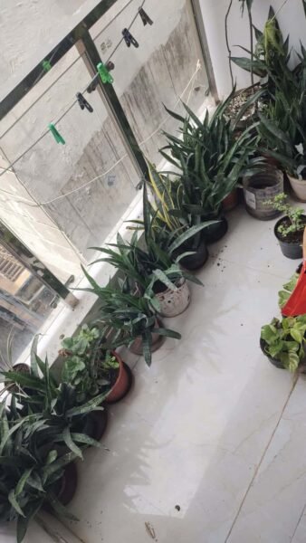 2 BHK + 2 Bath (680 sqft) Flat/Apartment for Rent in Transformer Gali, Neb Sarai